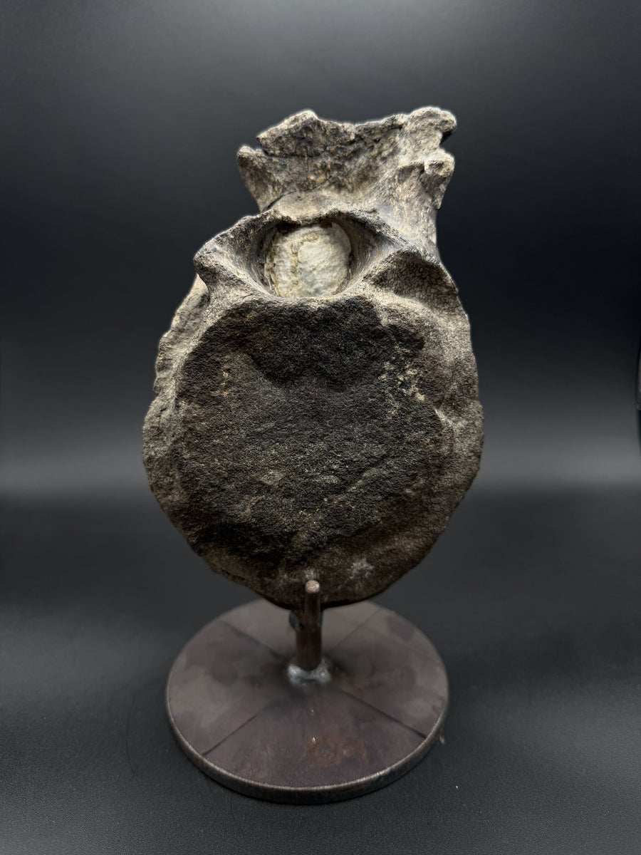 Hypacrosaurus Vertebrae
