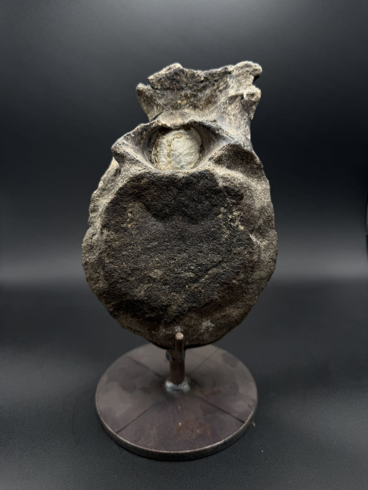 Hypacrosaurus Vertebrae