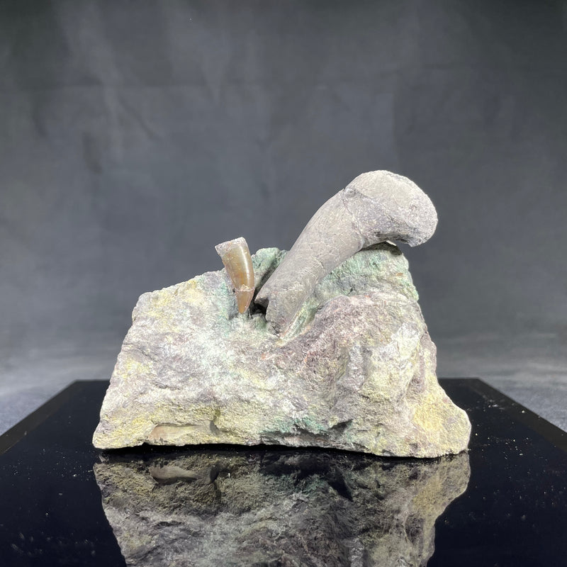 Marshosaurus Tooth