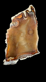 Agatized Coral - 1