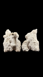 Agatized Coral - 2