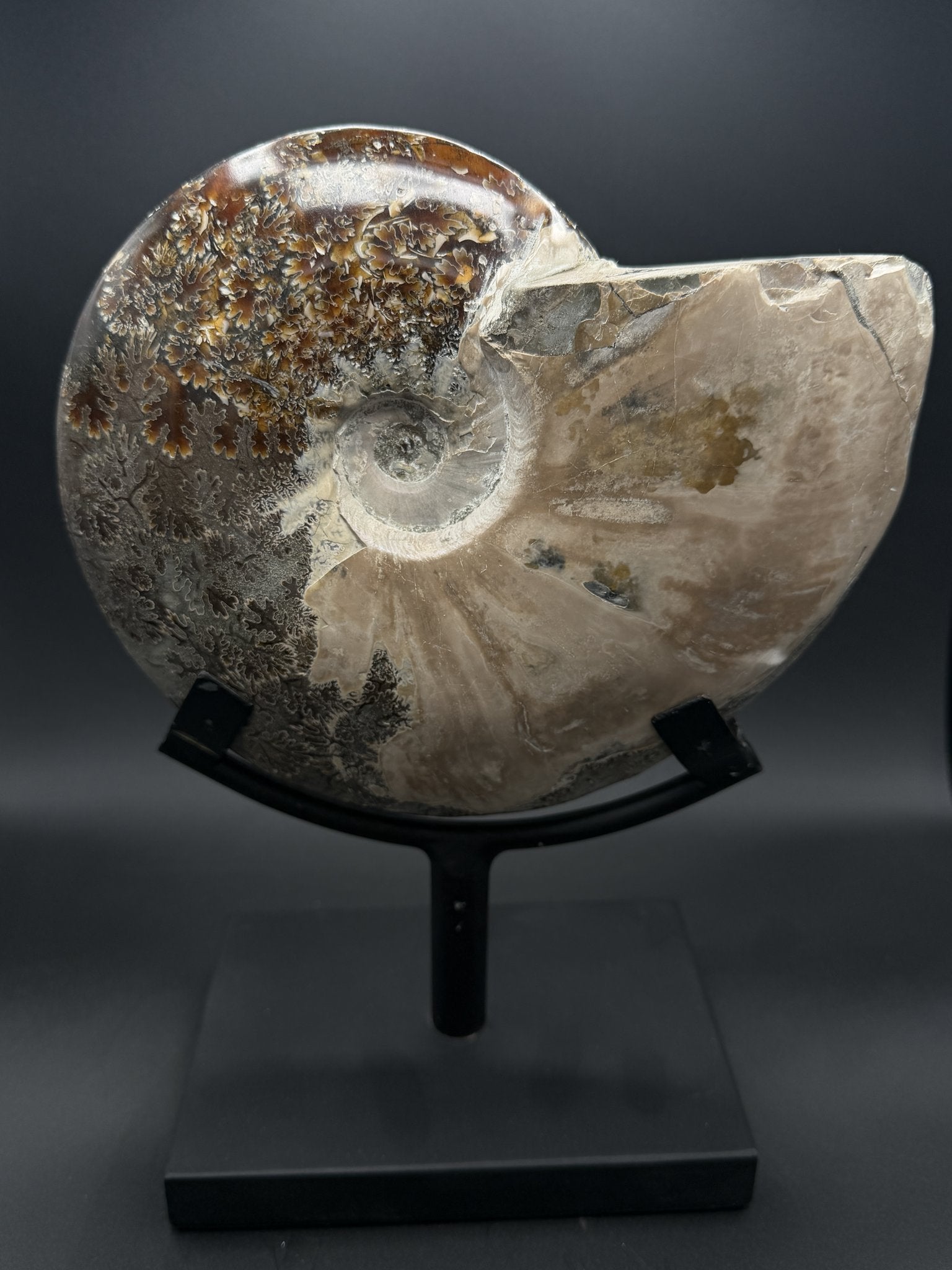 Fossils — Ancient Archives
