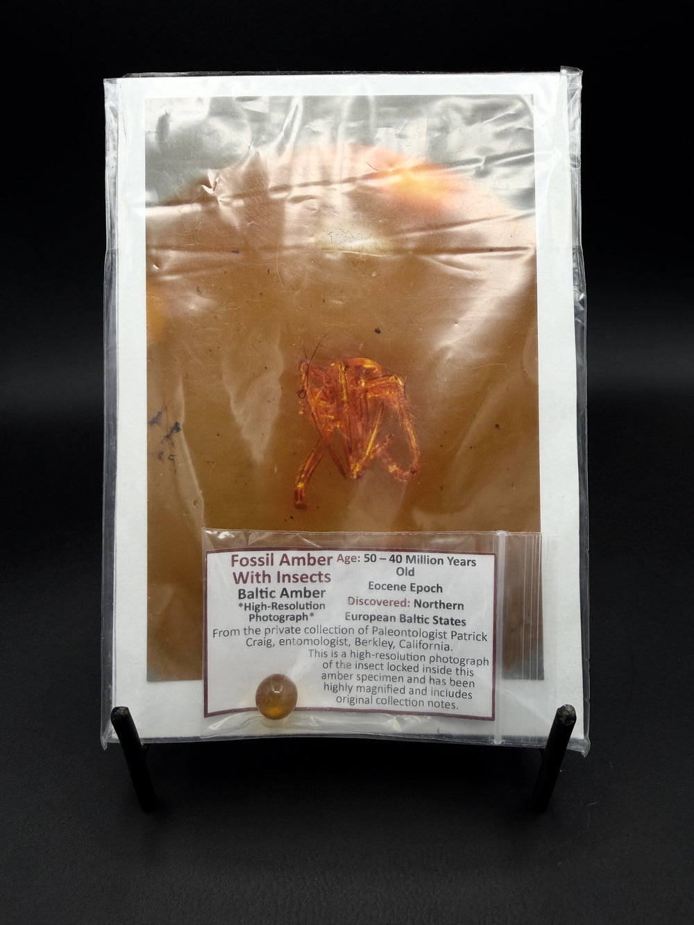Baltic Amber with Fossil Insect Inclusion