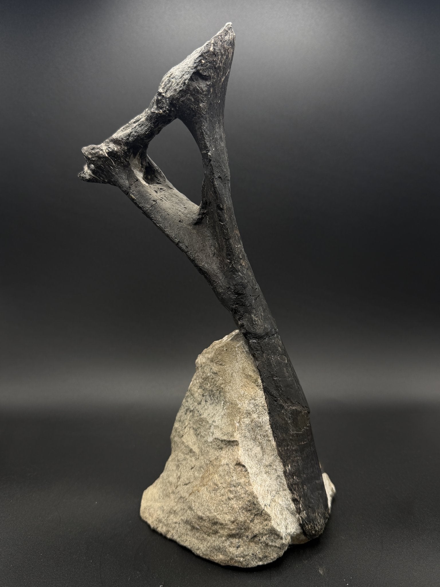 Fossils — Ancient Archives