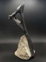 Camarasaurus Chevron - 1
