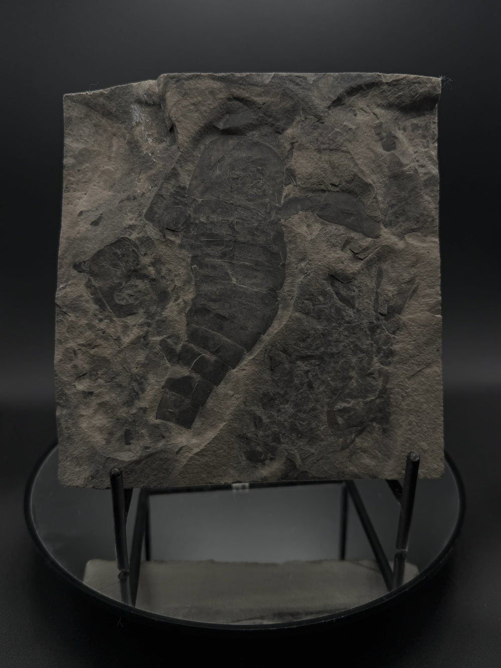 Eurypterid (Sea Scorpion) Fossil Plate