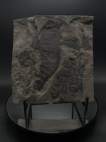 Eurypterid (Sea Scorpion) Fossil Plate - 1