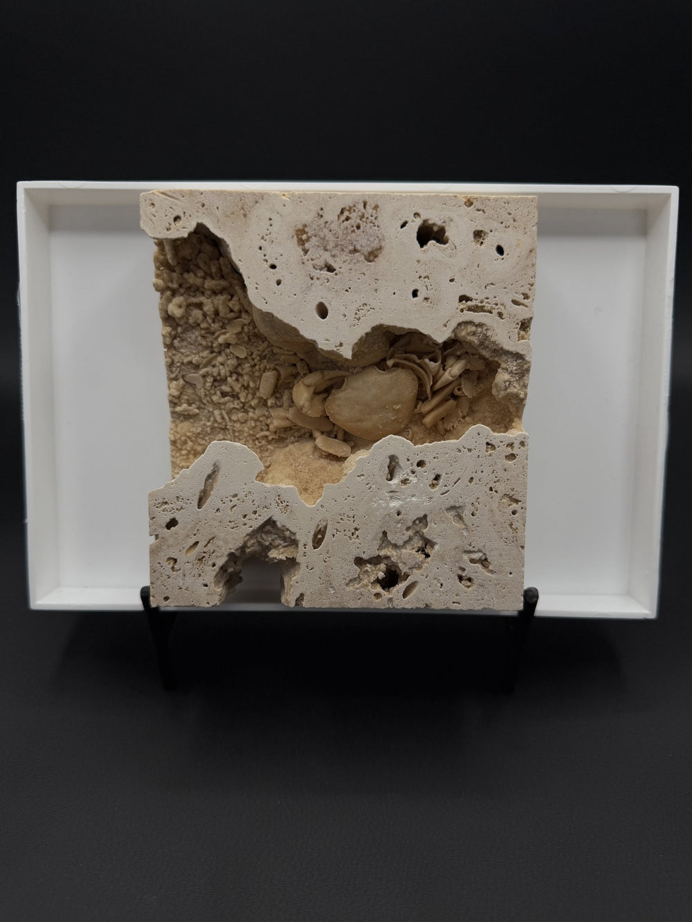 Fossil Freshwater Crab in Matrix (Potamon potamios)