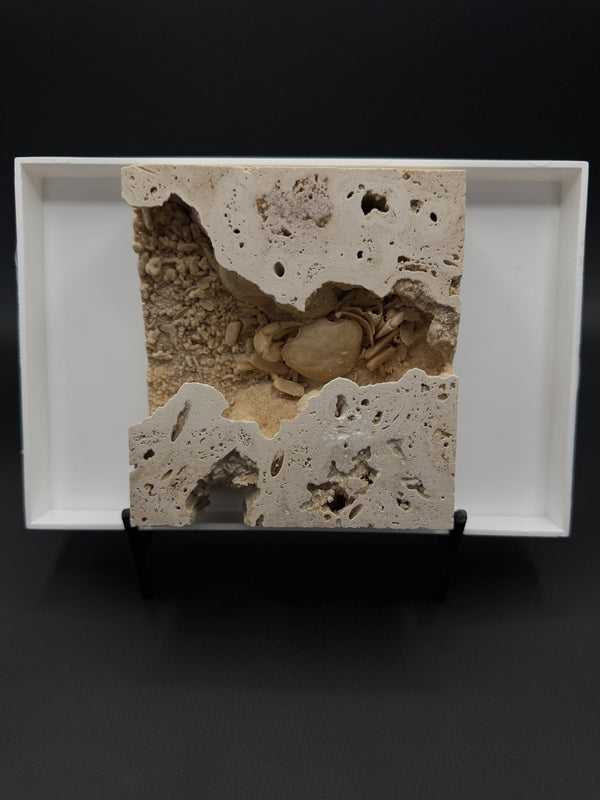 Fossil Freshwater Crab in Matrix (Potamon potamios)