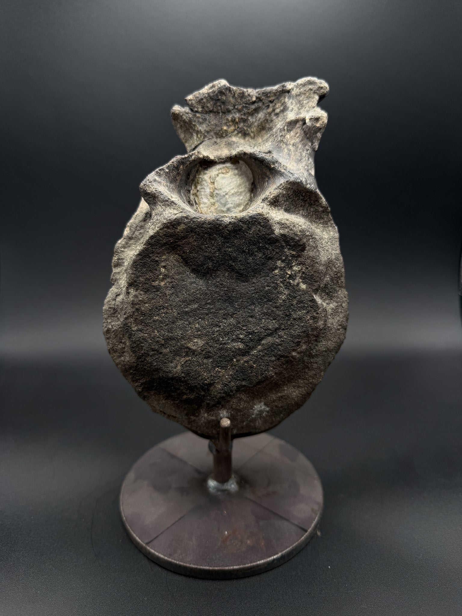Fossils — Ancient Archives