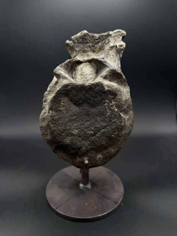 Hypacrosaurus Vertebrae