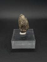 Pachycephalosaurus Claw - 1