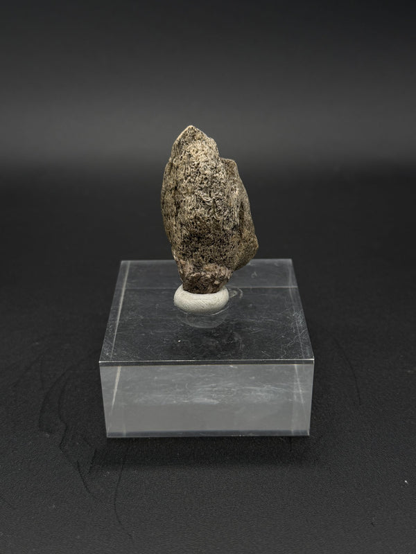 Pachycephalosaurus Claw