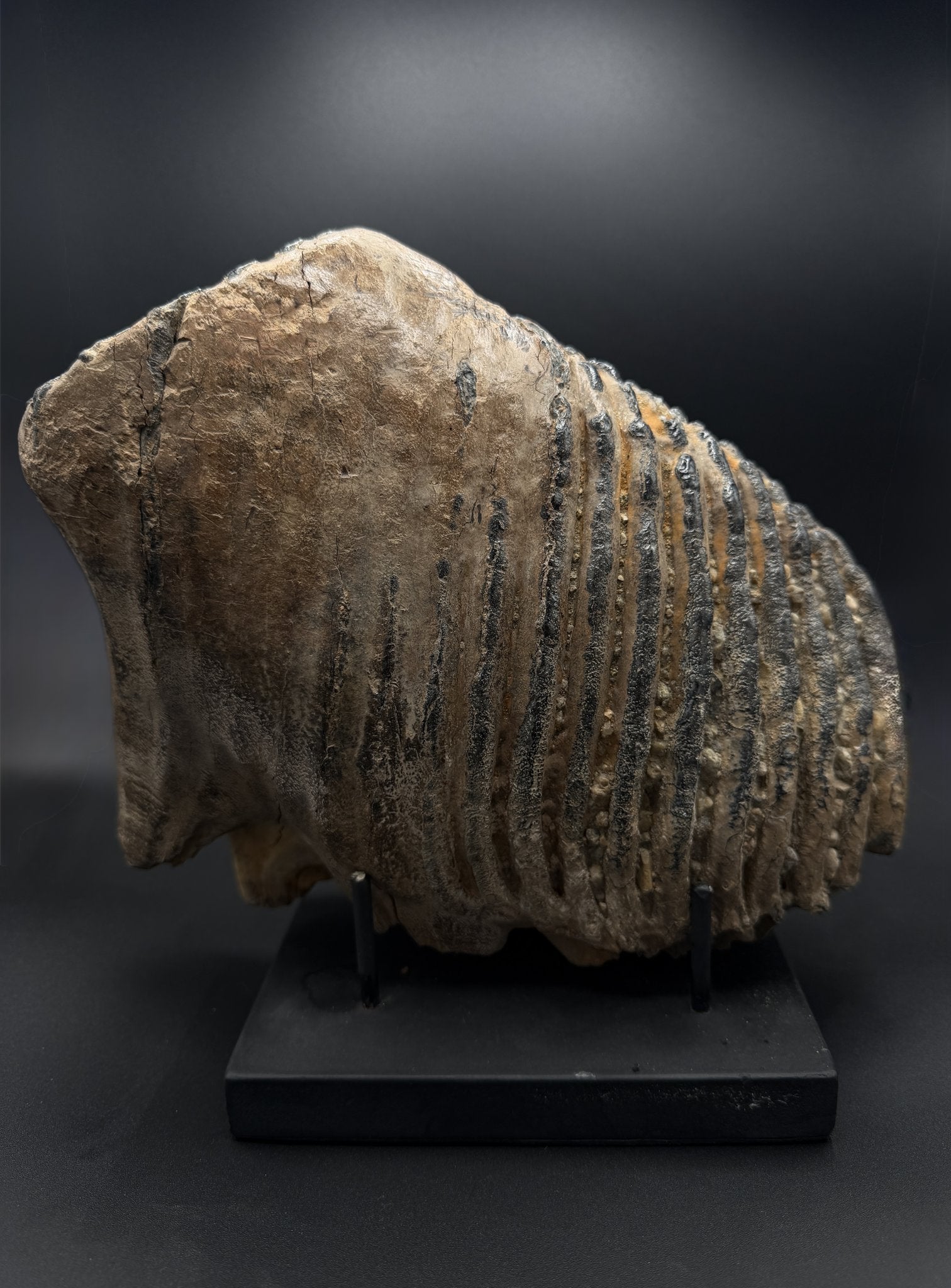 古代遺物　２６０６２７－１ Fossils — Ancient Archives
