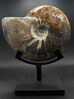 Ammonite (Polished, on Stand) - 2