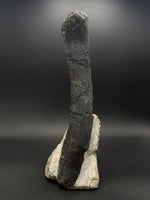 Camarasaurus Chevron - 2