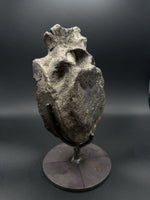 Hypacrosaurus Vertebrae - 2