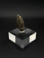 Pachycephalosaurus Claw - 2