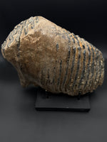 Woolly Mammoth Molar - 2