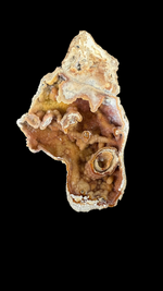 Agatized Coral - 3