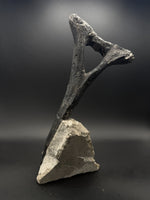 Camarasaurus Chevron - 3