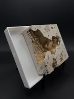Fossil Freshwater Crab in Matrix (Potamon potamios) - 3