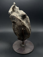 Hypacrosaurus Vertebrae - 3