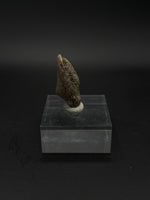 Pachycephalosaurus Claw - 3