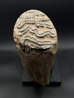 Woolly Mammoth Molar - 3