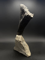 Camarasaurus Chevron - 4