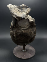 Hypacrosaurus Vertebrae - 4