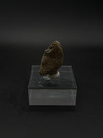 Pachycephalosaurus Claw - 4