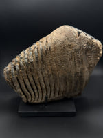 Woolly Mammoth Molar - 4