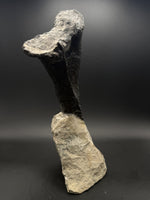 Camarasaurus Chevron - 5