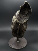 Hypacrosaurus Vertebrae - 5