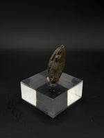 Pachycephalosaurus Claw - 5