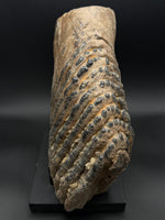 Woolly Mammoth Molar - 5