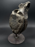 Hypacrosaurus Vertebrae - 6