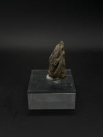 Pachycephalosaurus Claw - 6