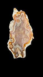 Agatized Coral - 3