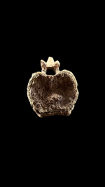 Pachycephalosaur Vertebrae - 5