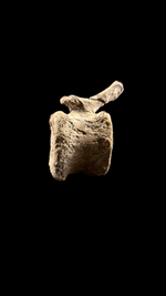 Pachycephalosaur Vertebrae - 2