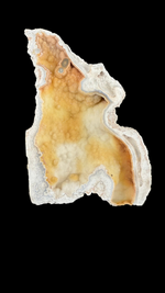 Agatized Coral - 3