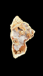 Agatized Coral - 4