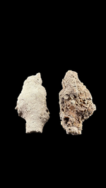 Agatized Coral - 7