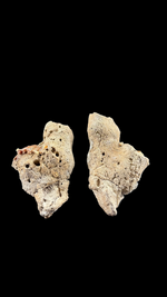 Agatized Coral - 8