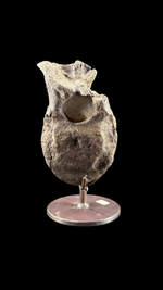 Hypacrosaur Vertebrae - 4