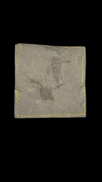 Sea Scorpion Eurypterid (medium) - 2