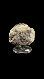 Hypacrosaur Vertebrae - 5