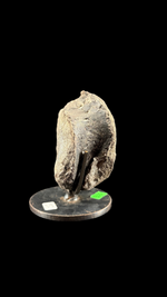 Hypacrosaur Vertebrae - 4